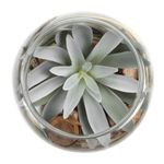 Planta-Artificial-Bonsai-Egipto-12.5-16Cm-Vidrio------------