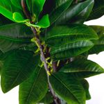 Planta-Artificiall-Alta-Ficus-67x110Cm-Verde