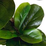 Planta-Artificiall-Alta-Ficus-46x132Cm-Verde