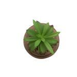 Planta-Artificial-Urna-Penca-11-11-13Cm-Vidrio--------------