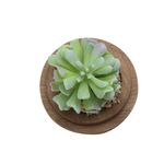 Planta-Artificial-Urna-Suculenta-11-11-13Cm-Vidrio----------