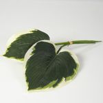 Set-2-Hojas-Artificiales-Hosta