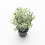 Planta-Artificial-Bonsai-S-Iris-8-20Cm-Negro