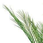Planta-Artificial-Alta-Palma-Varios