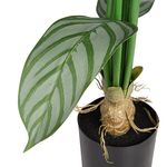 Planta-Artificial-Alta-Maranta-55-55-90Cm-Plastico-Verde-Ng-