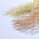 Planta-Artificial-Pampa-Poly-Leaves-Verde-Beige